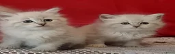 Siberian cats for sale: GCCF Registered Siberian Kitten For Sale  - Advert 9