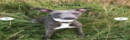 Whippet dogs for sale: Stunning blue and white whippet puppies  - Advert 24