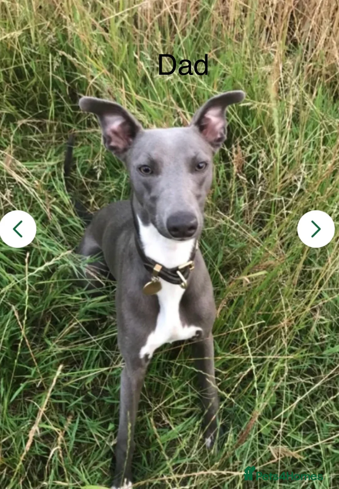 Whippet dogs for sale: Stunning blue and white whippet puppies  - Advert 24