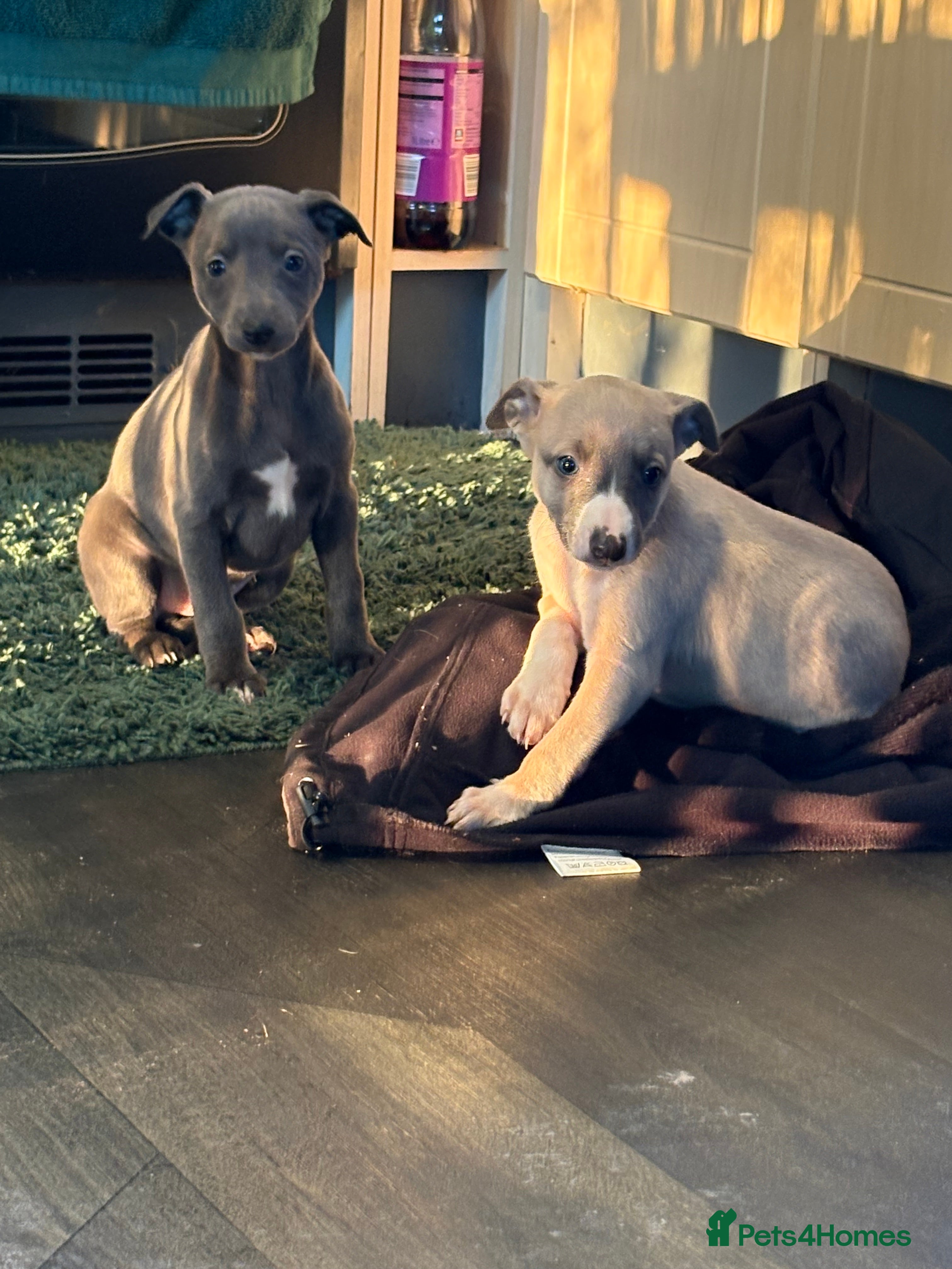 Whippet dogs 5 beautiful kc registered whippit puppies  - Advert 4