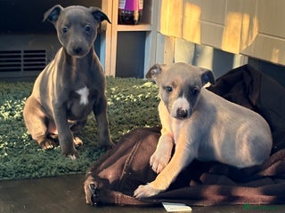 Whippet dogs 5 beautiful kc registered whippit puppies - Advert 4