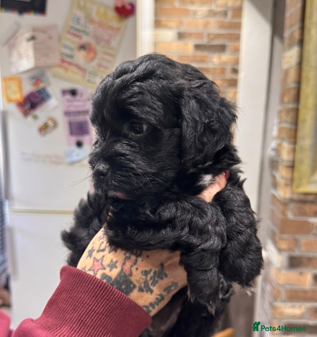 Jackapoo dogs 3 fluffy Jackapoo Puppies for sale - Advert 3