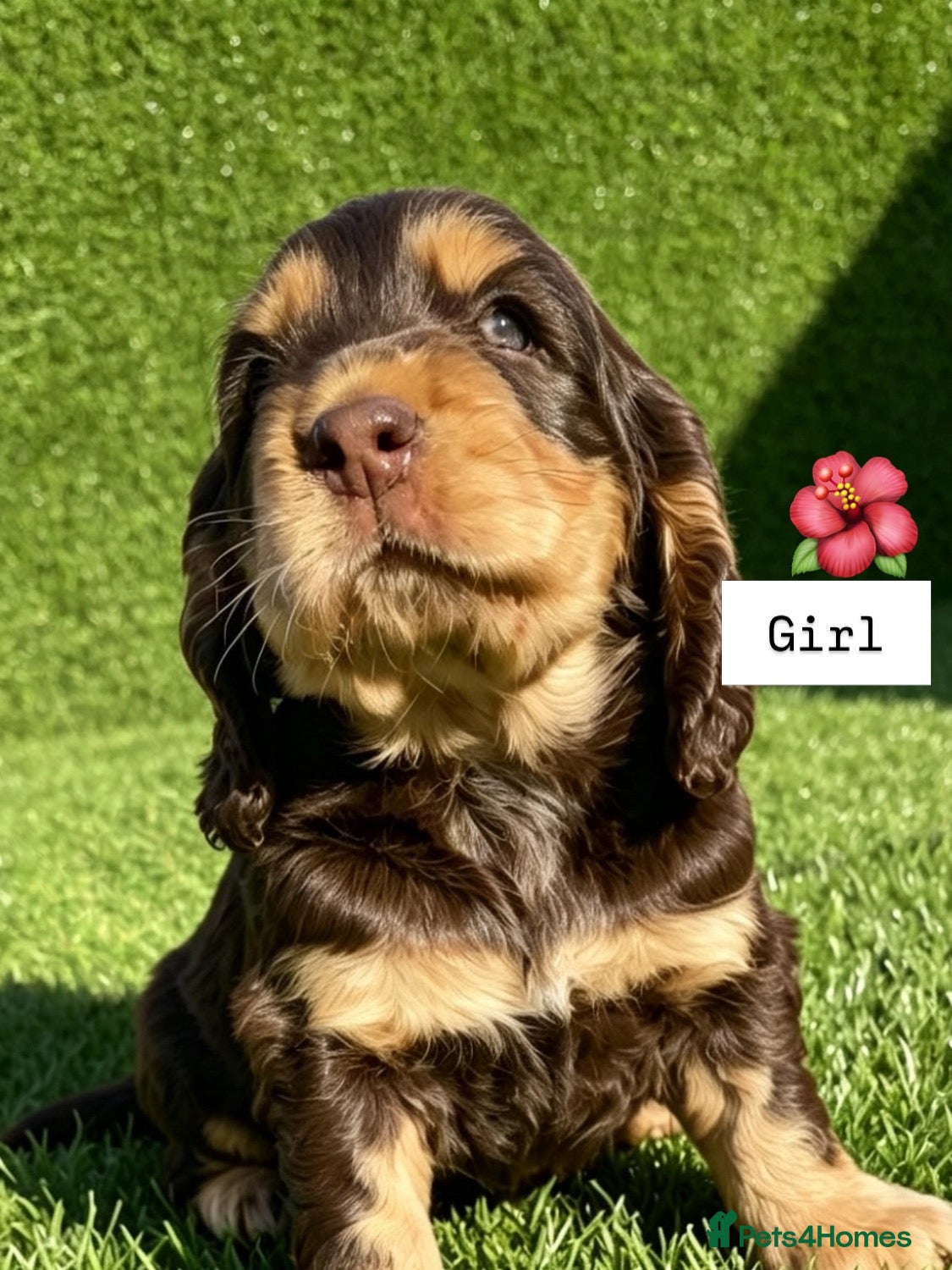 Cocker Spaniel dogs Pedigree Show Cockers - Advert 1