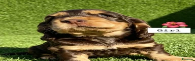 Cocker Spaniel 2