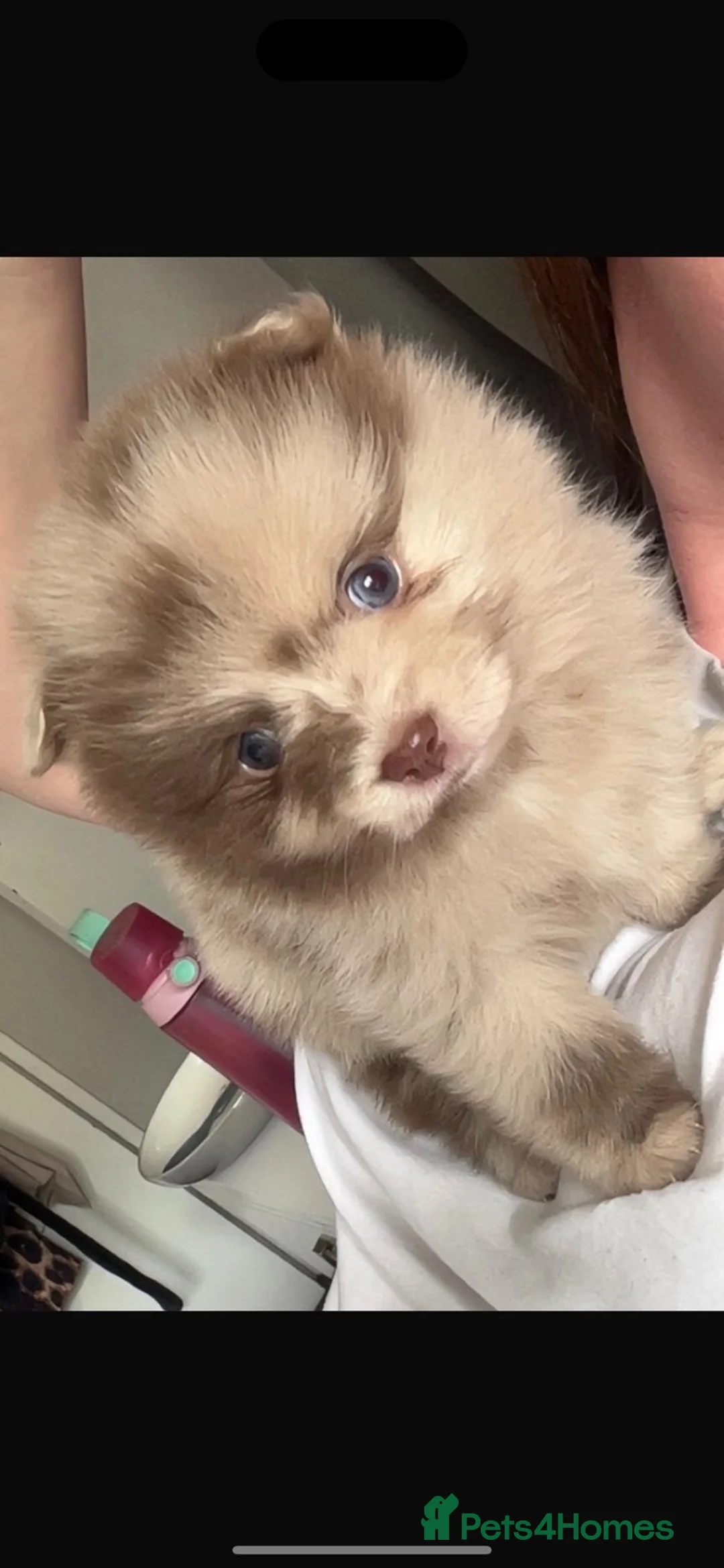 Pomeranian dogs for sale: Merle Pomeranian puppies in Harrogate - Advert 2