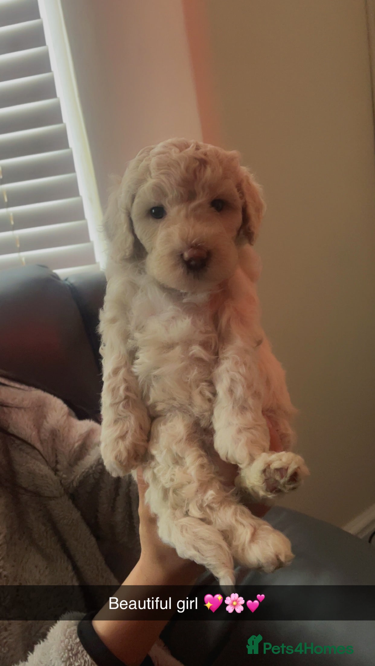Poochon dogs for sale: Ready to leave NOW poochons🐶❤️ - Advert 25