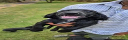 Cocker Spaniel dogs for sale: BEAUTIFUL MIXED COLOUR LITTER,HEALTHTESTED PARENTS - Advert 25
