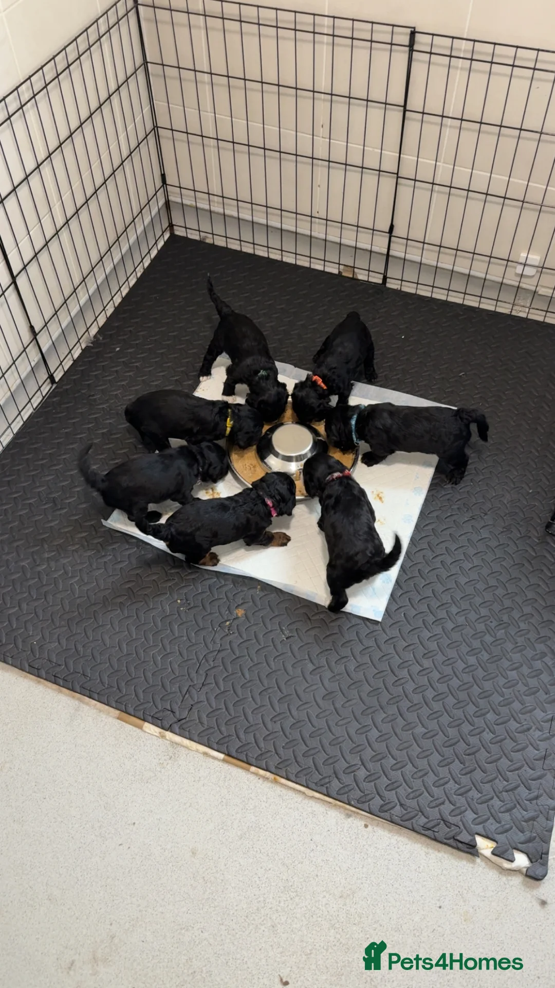 Sproodle dogs for sale: Beautiful sproodle puppies  - Advert 10