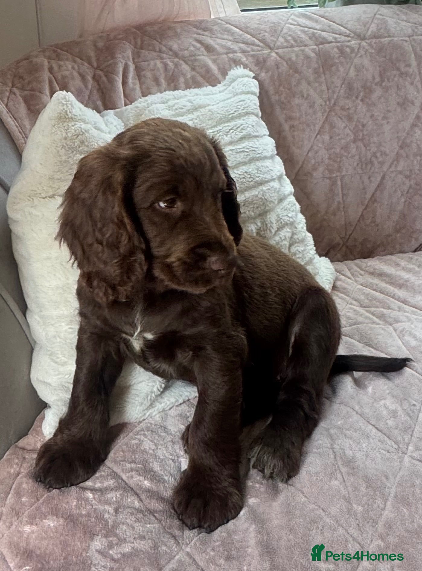 Cocker Spaniel dogs Beautiful litter of cocker spaniel puppies - Advert 1