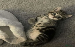 Mixed Breed cats for sale: Female kittens  - Image 1