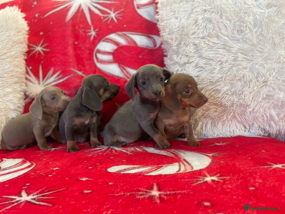 Dachshund dogs for sale: Beautiful Dachunds ready from 23rd December  - Advert 9
