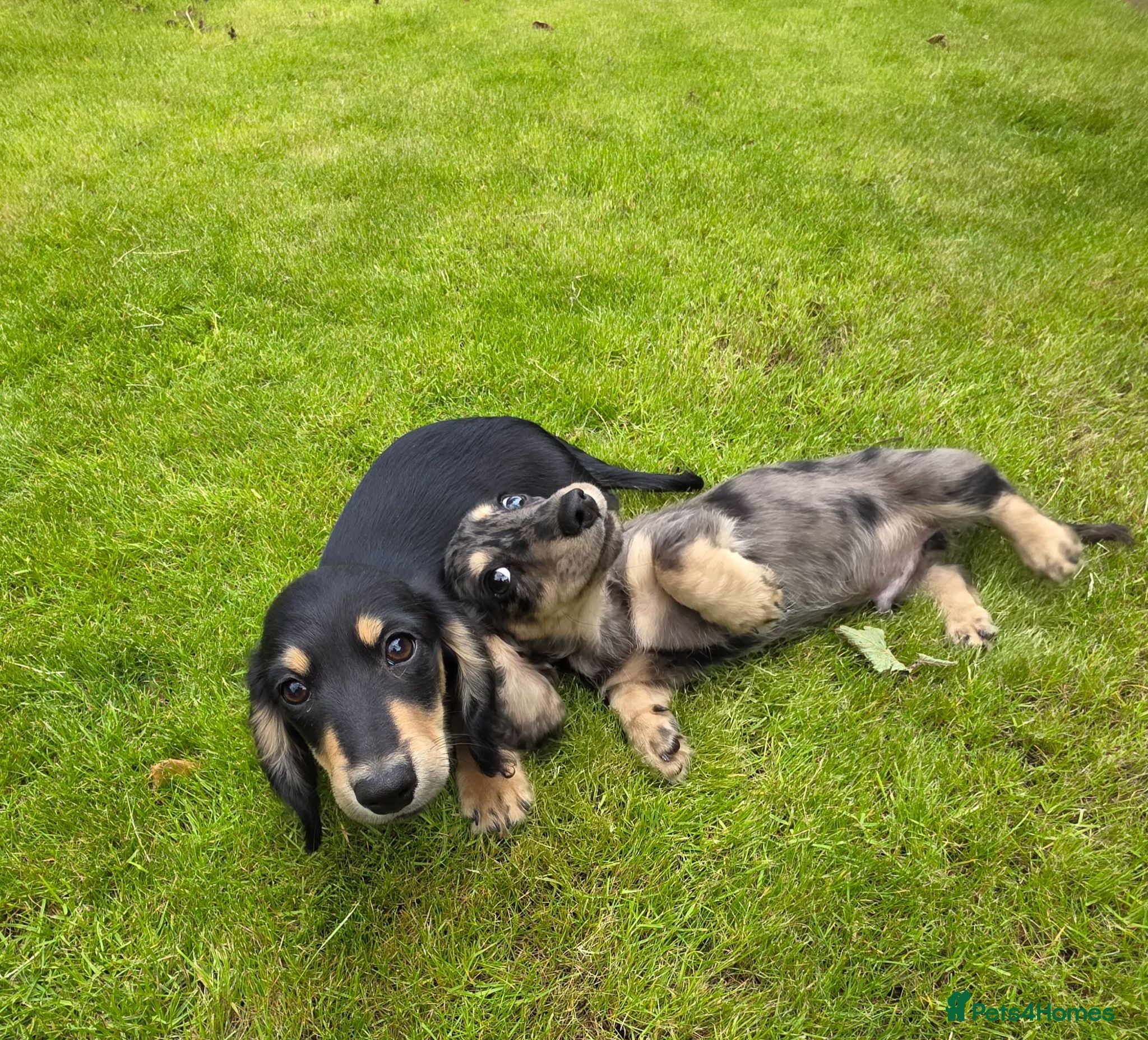 Miniature Dachshund dogs Stunning KC Long hair daxi. 5* breeders  - Advert 2