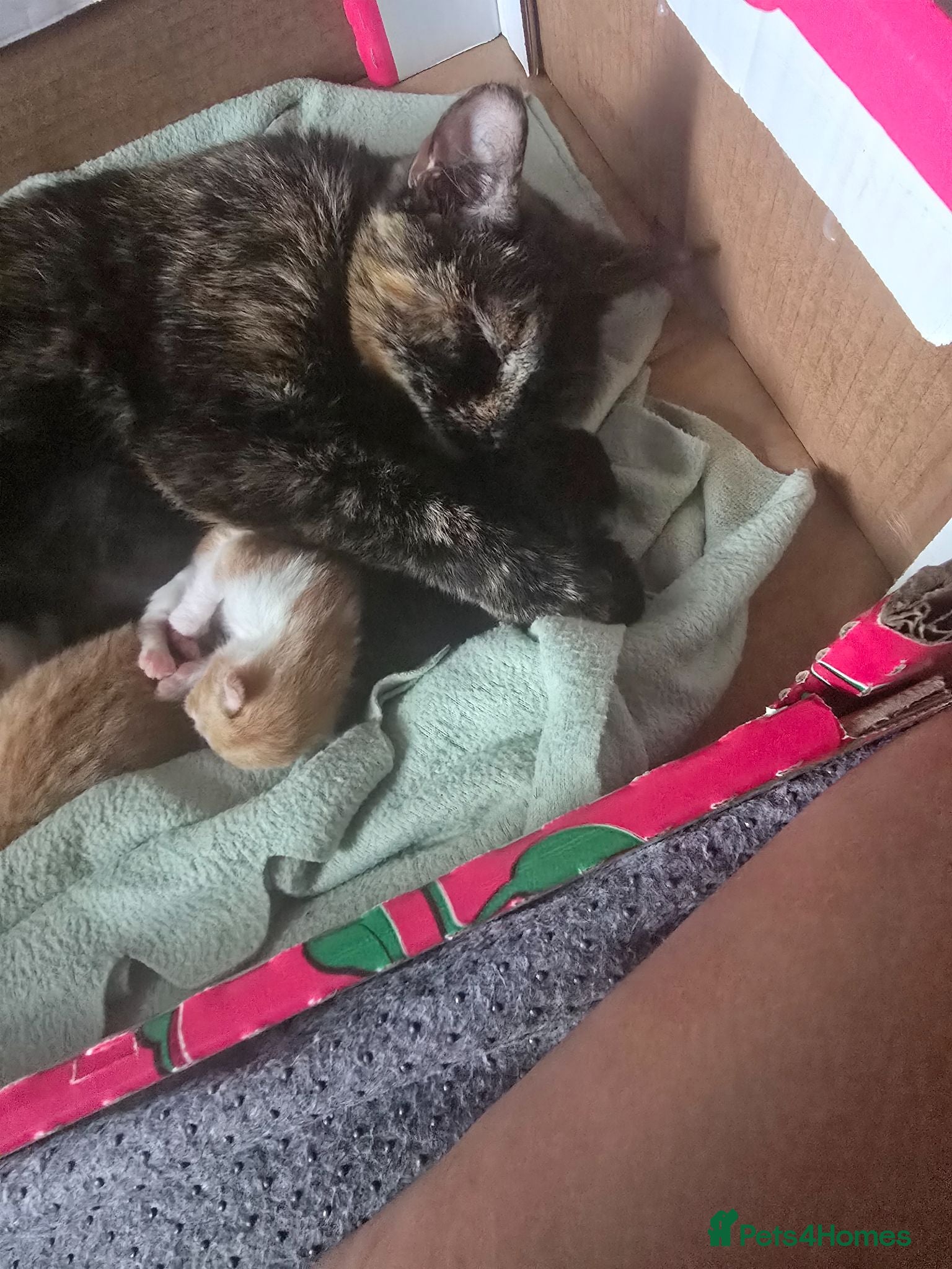 Mixed Breed cats 4 gorgeous kittens for sale  - Advert 1
