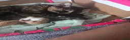 Mixed Breed cats for sale: 4 gorgeous kittens for sale  - Advert 1