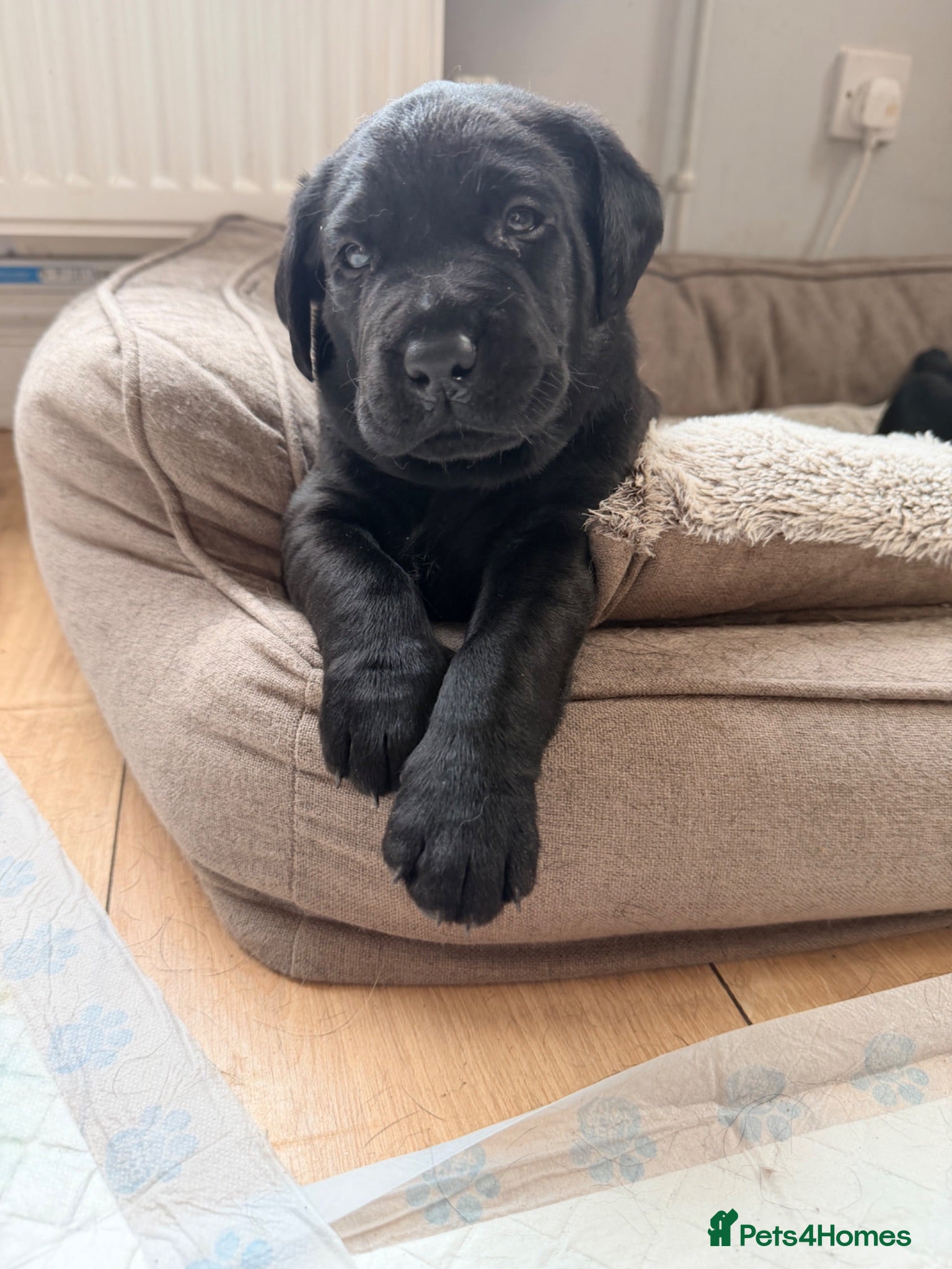 Labrador Retriever dogs stunning working line labrador retriever puppies - Advert 2