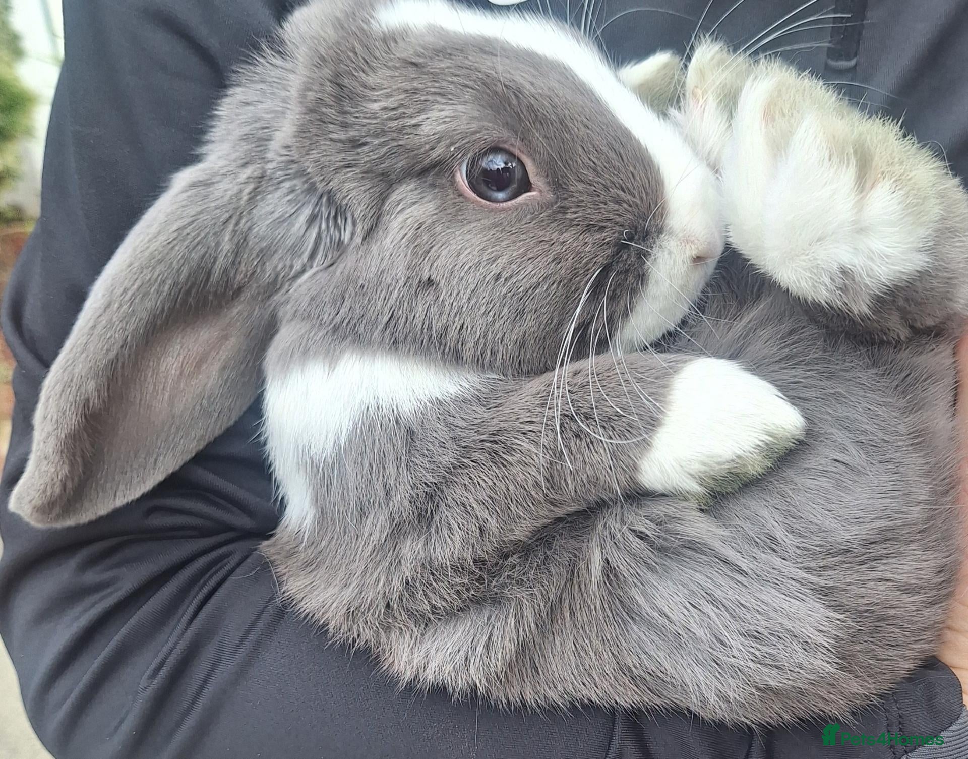Mini Lop rabbits Gorgeous Friendly Bonded Mini Lops with New Hutch - Advert 1