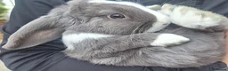 Mini Lop rabbits for sale: Gorgeous Friendly Bonded Mini Lops with New Hutch in Dartford - Advert 1