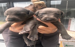 Whippet dogs for sale: 4 bedlington whippet cross whippet puppies  - Image 1