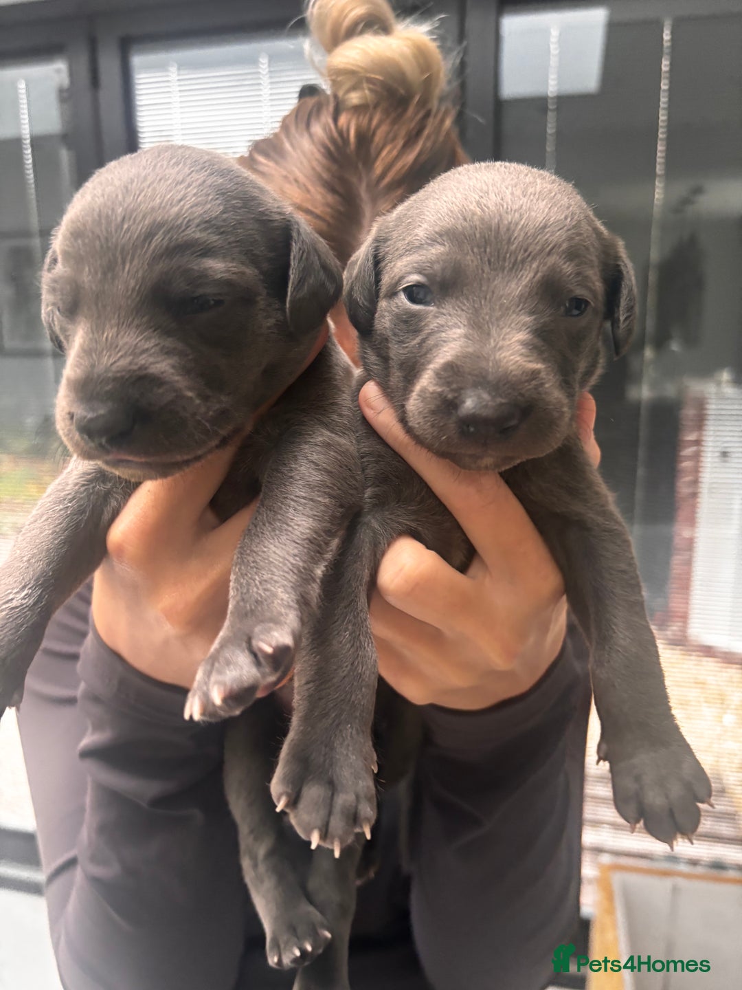 Whippet dogs for sale: 4 bedlington whippet cross whippet puppies  - Image 1