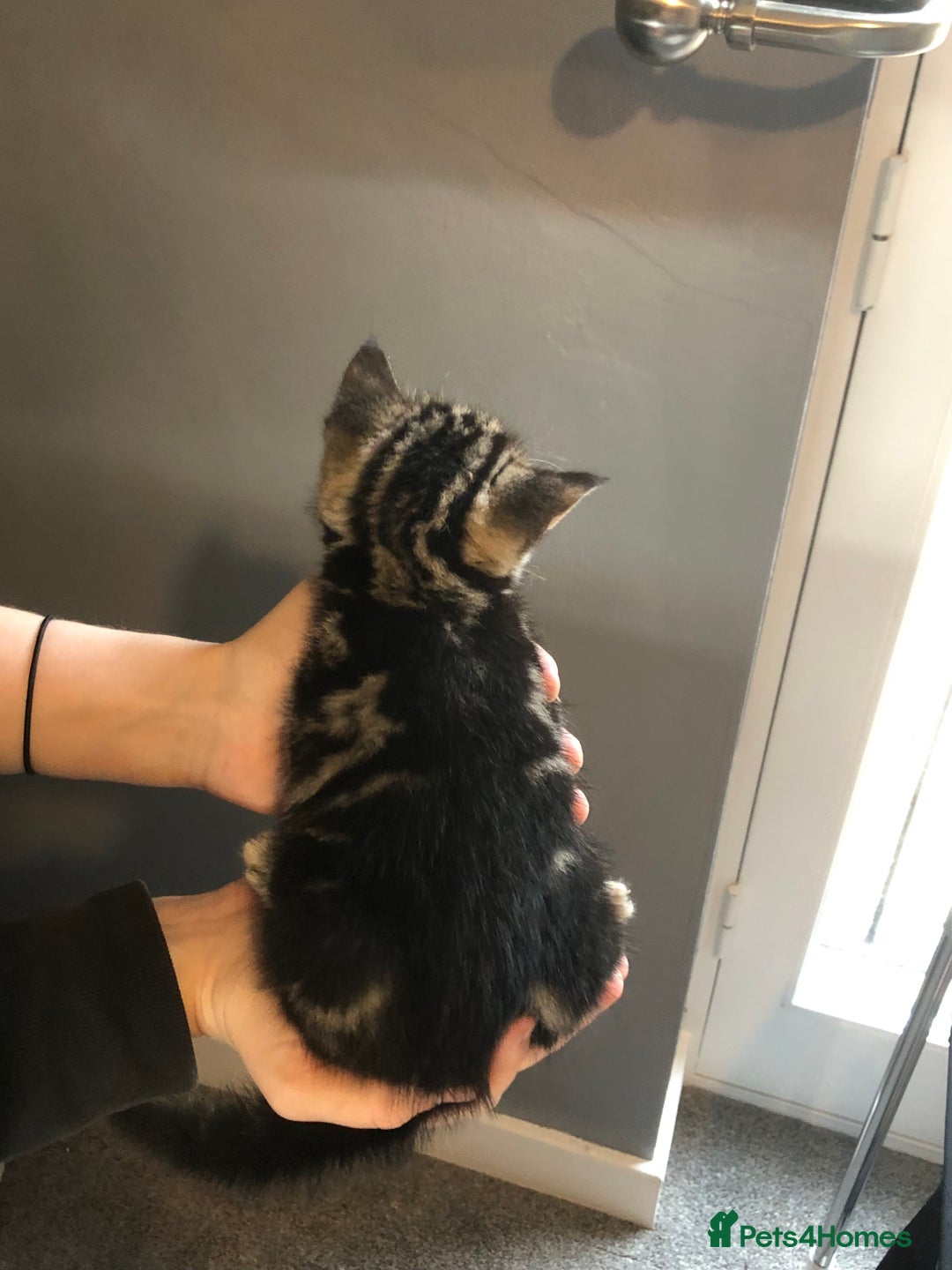 British Shorthair cats for sale: STUNNING AND LOVING BSH x DSH KITTENS - Image 6