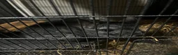 Chinchilla rodents for sale: Male and female chinchillas  - Advert 3