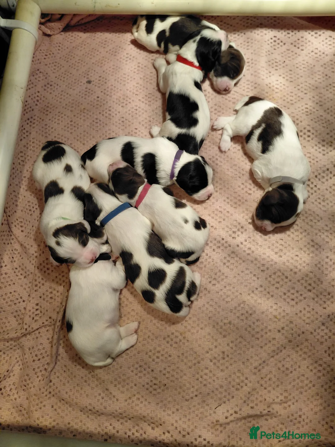 English Springer Spaniel dogs for sale: English springer spaniel pups in Sleaford - Advert 7
