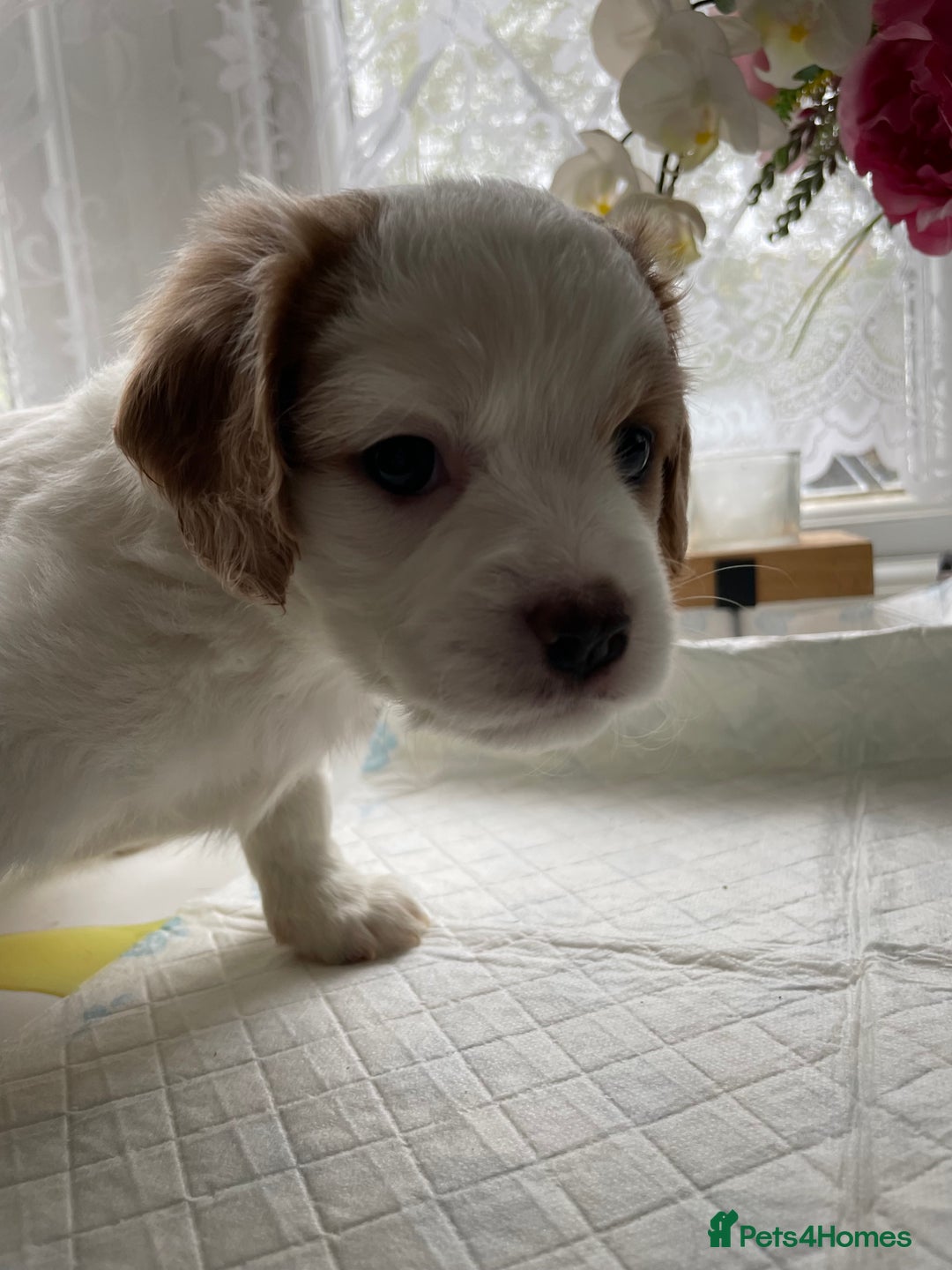 Cavapoo dogs for sale: Beautiful Cavapoo puppies - Image 12