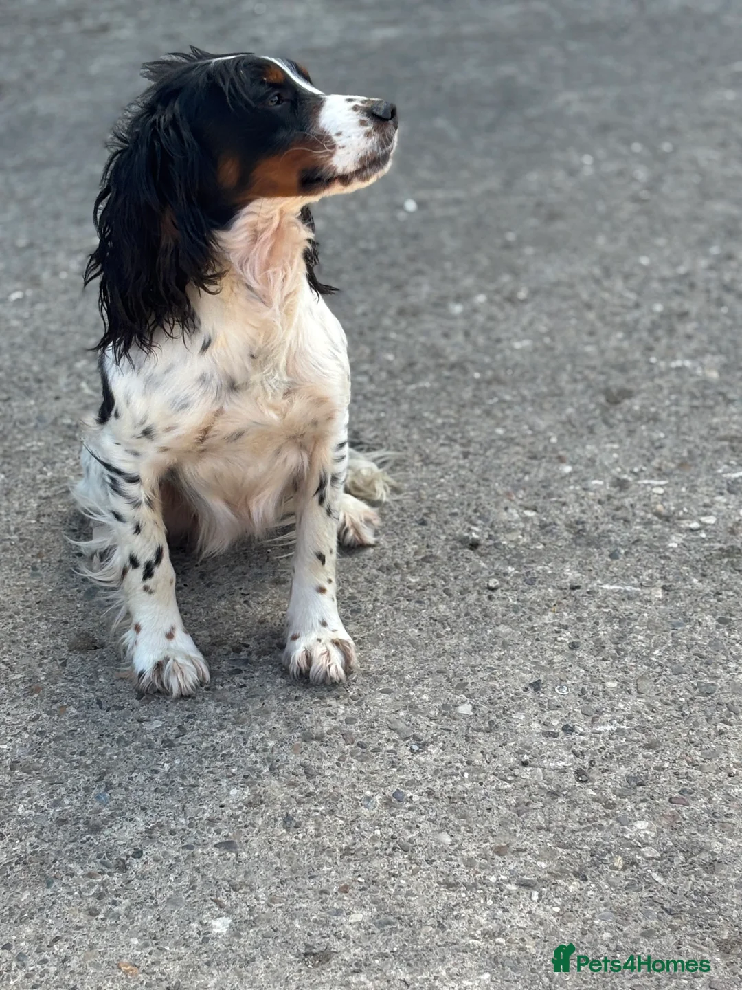 Cocker Spaniel dogs for stud: Proven full health tested cocker spaniel stud  - Advert 2