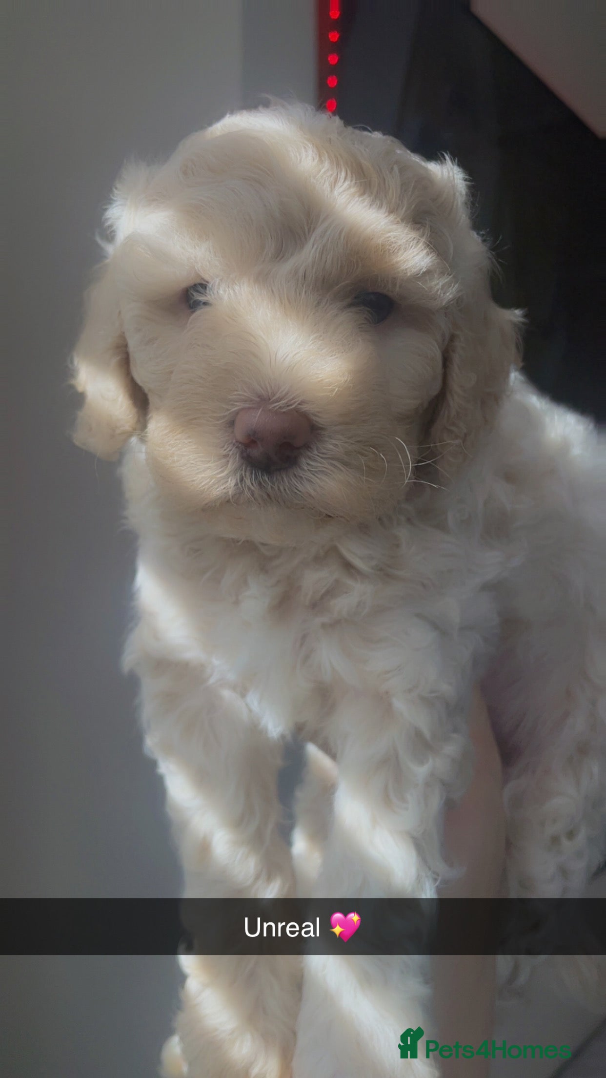 Poochon dogs for sale: Ready to leave NOW poochons🐶❤️ - Advert 19