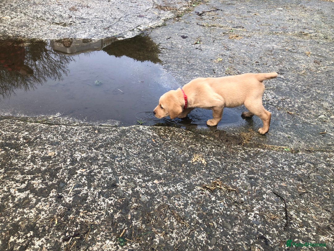 Labrador Retriever dogs for sale: Kc registered Labrador puppies(2 remaining) - Advert 6