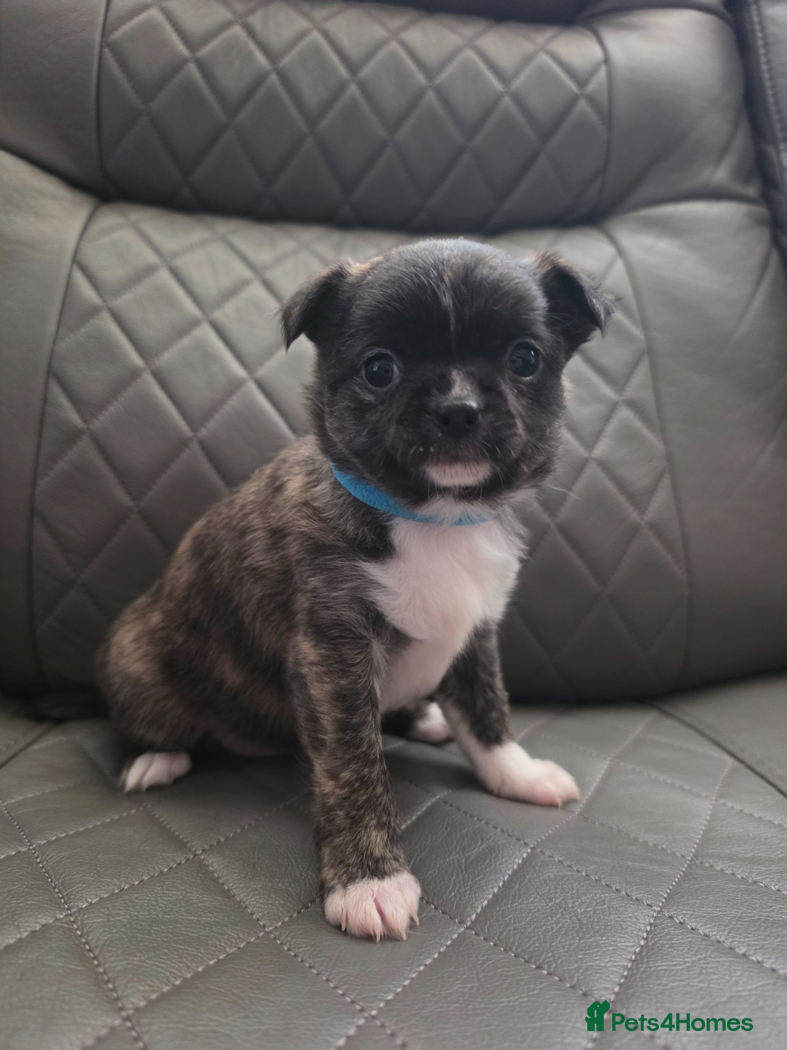 Chihuahua dogs RARE Brindle Chihuahua Puppies - Advert 2