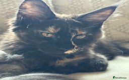 Maine Coon cats for sale: Pure Breed Female Maine Coons Available  in Paisley - Image 6