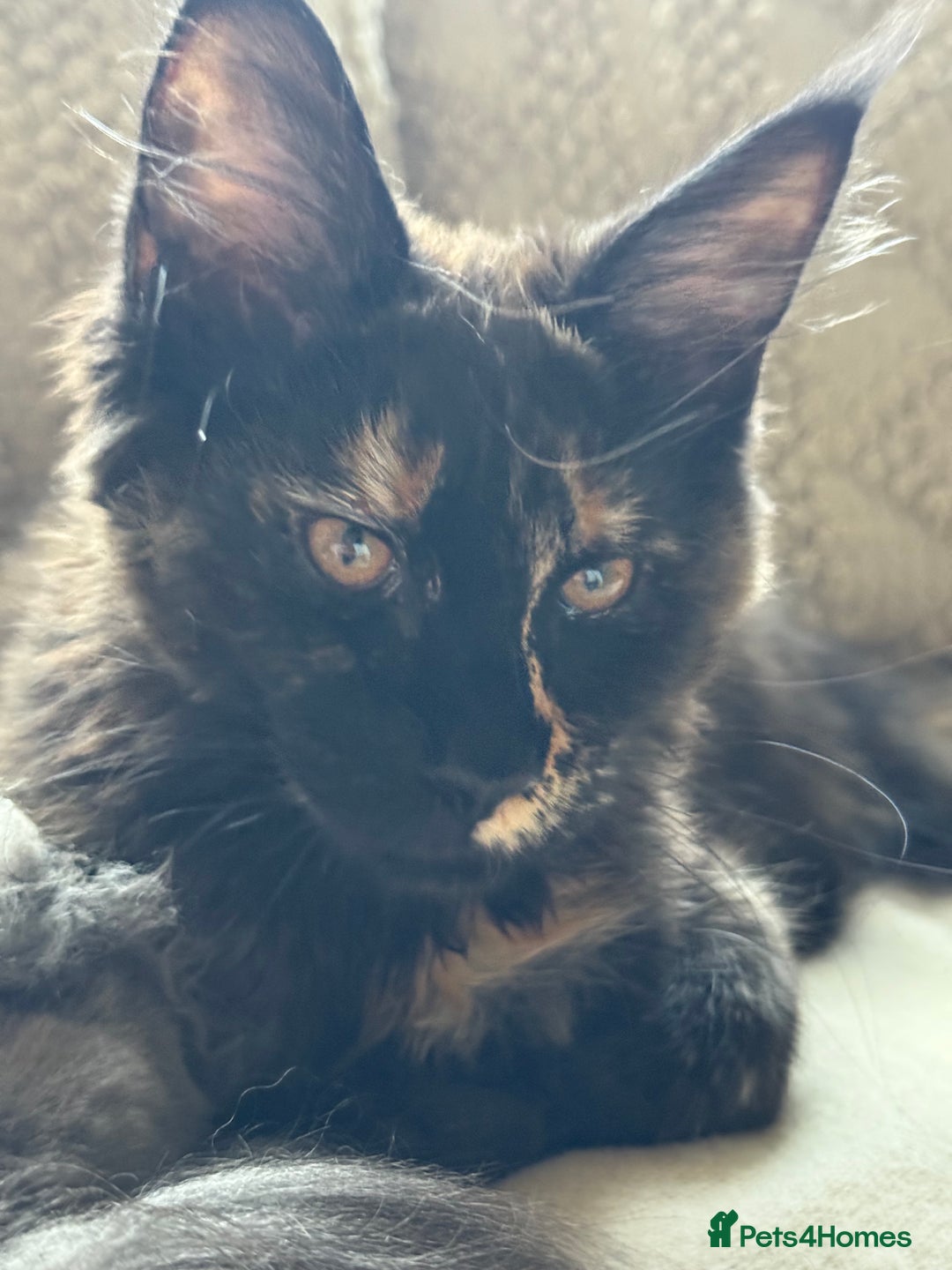 Maine Coon cats for sale: Pure Breed Female Maine Coons Available  in Paisley - Image 6