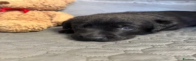 Labrador Retriever 6