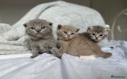 Scottish Fold cats for sale: Scottish Fold Kittens - Image 3