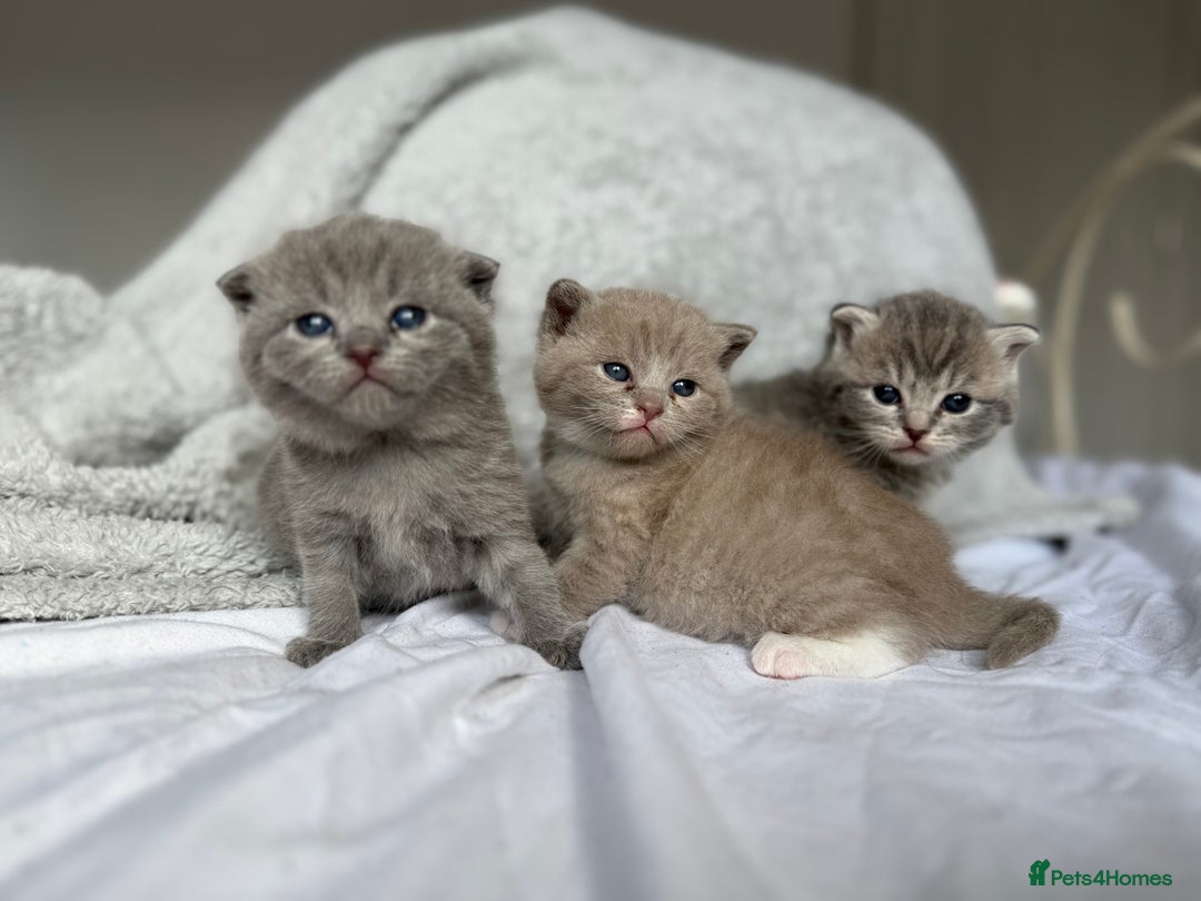 Scottish Fold cats for sale: Scottish Fold Kittens - Image 3