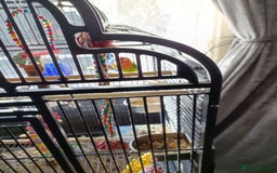 Lovebirds birds for sale: Lovebirds  - Image 11