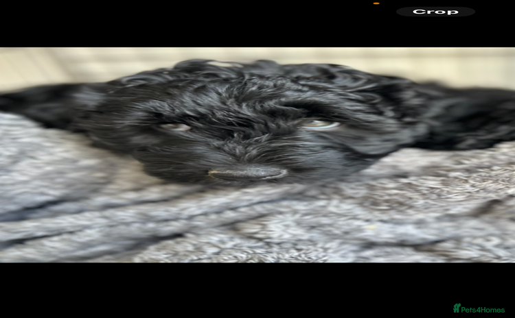 Mixed Breed dogs - Advert 1