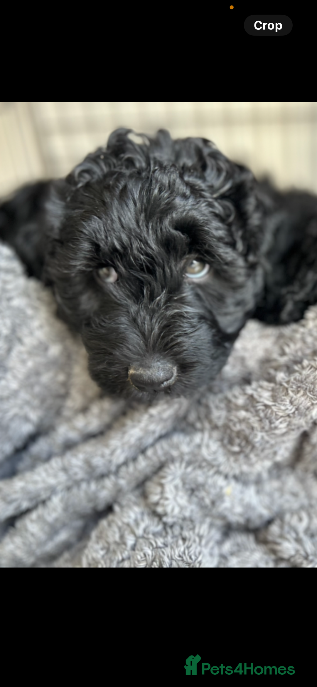 Mixed Breed dogs for sale: Beautiful standard size labradoodle x bernedoodle - Image 1