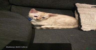 Bengal cats - Advert 14
