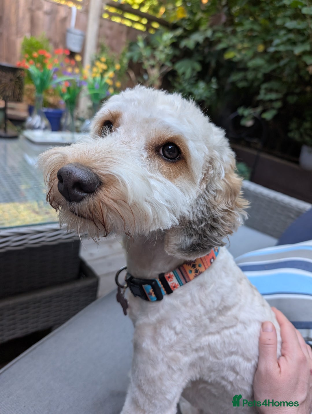 Cockapoo dogs for sale: 1 year old Cockapoo - Image 5