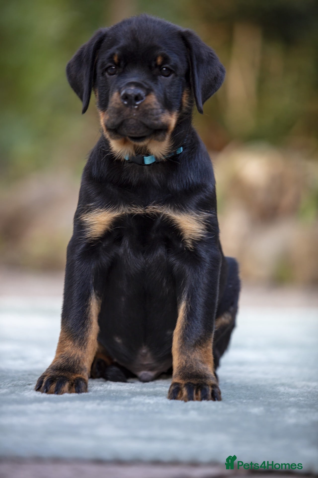 Rottweiler dogs Two Outstanding Males Ready To Leave Now - Advert 2
