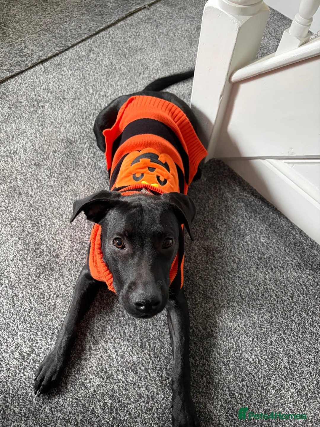 Mixed Breed dogs for sale: Hi my name is Enzo in Mexborough - Advert 1