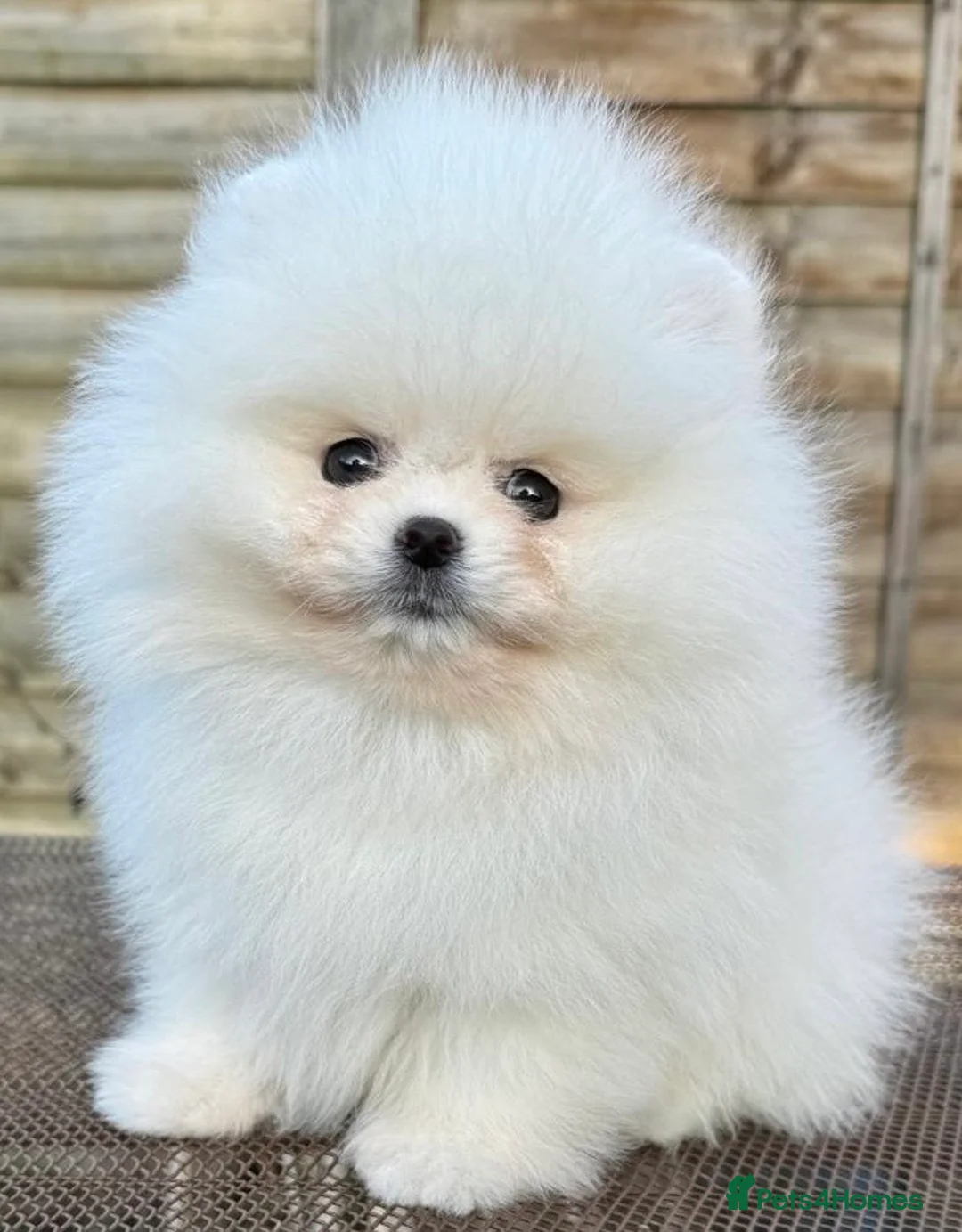 Pomeranian dogs for stud: Pierre stunning white TINY teddy Pom STUD ONLY in Romford - Advert 8