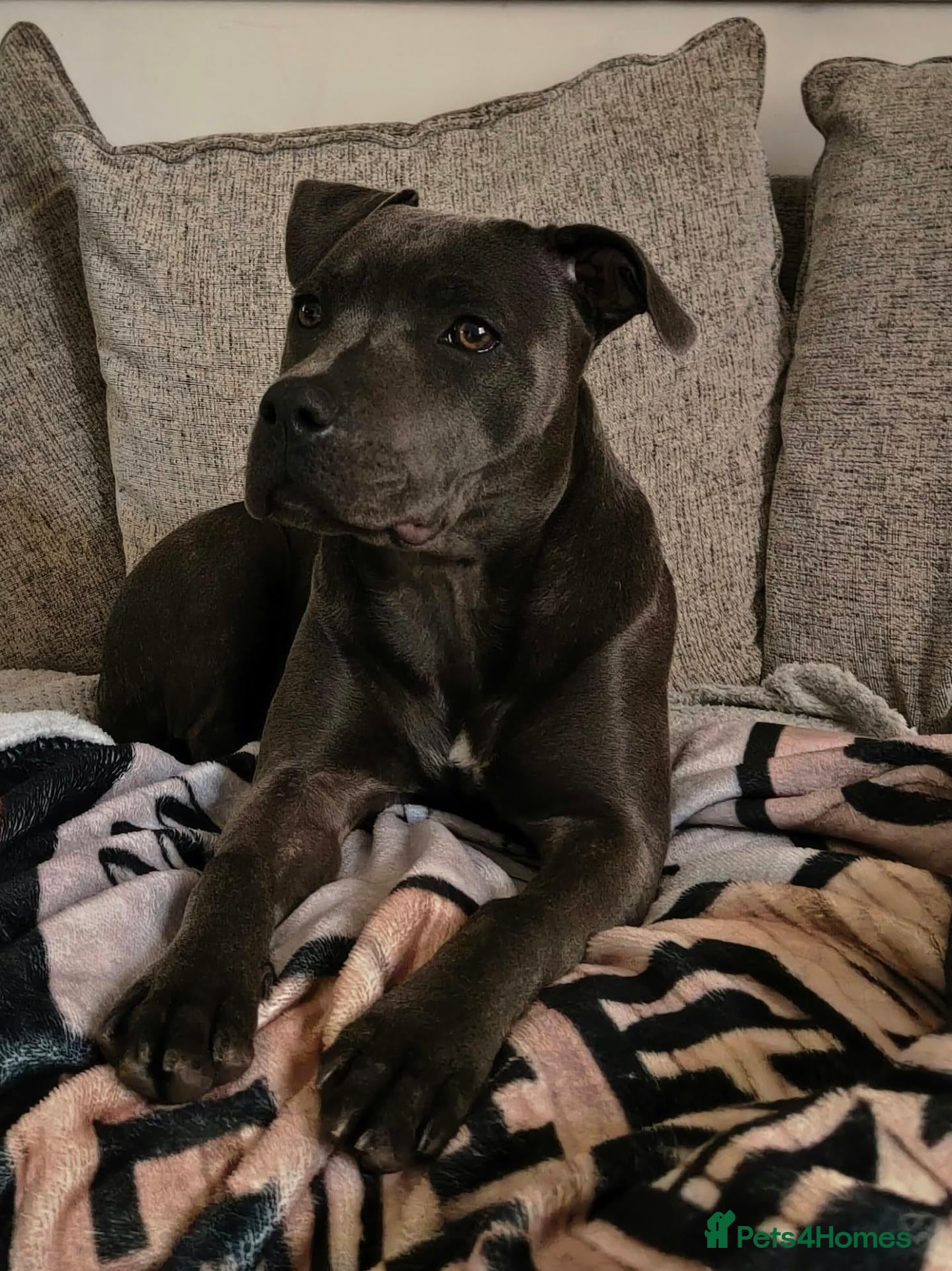 Staffordshire Bull Terrier dogs Premium RKC Staffordshire Bull Terrier Puppies 3 - Advert 1
