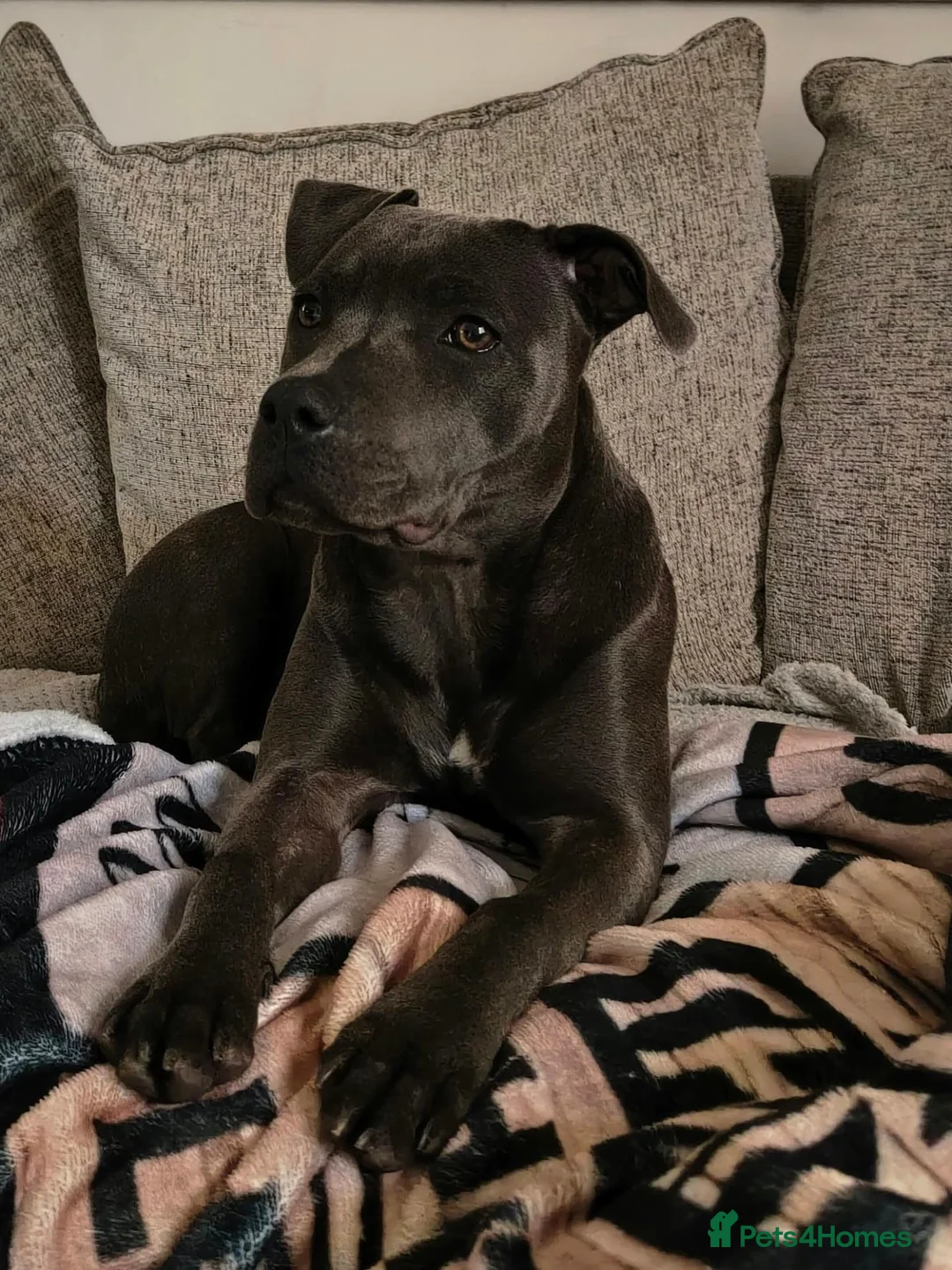 Staffordshire Bull Terrier dogs for sale: Premium RKC Staffordshire Bull Terrier Puppies 3 in Peterborough - Advert 1