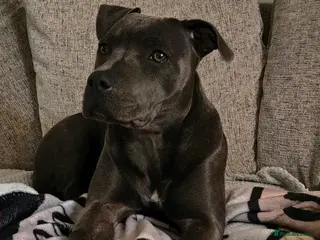 Staffordshire Bull Terrier dogs Premium RKC Staffordshire Bull Terrier Puppies 3 - Advert 11