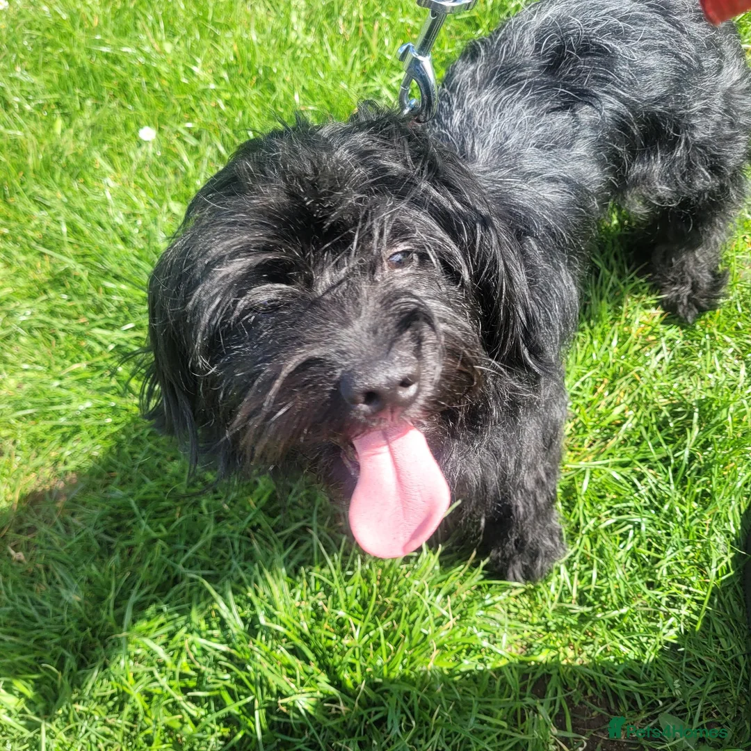 Mixed Breed dogs for sale: Female cocker spaniel cross shih zu - Advert 4