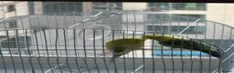 Budgerigars birds for sale: Bonded pair of budgies - Advert 2
