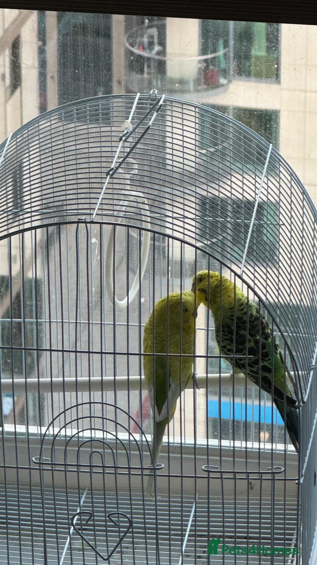 Budgerigars birds for sale: Bonded pair of budgies - Advert 2